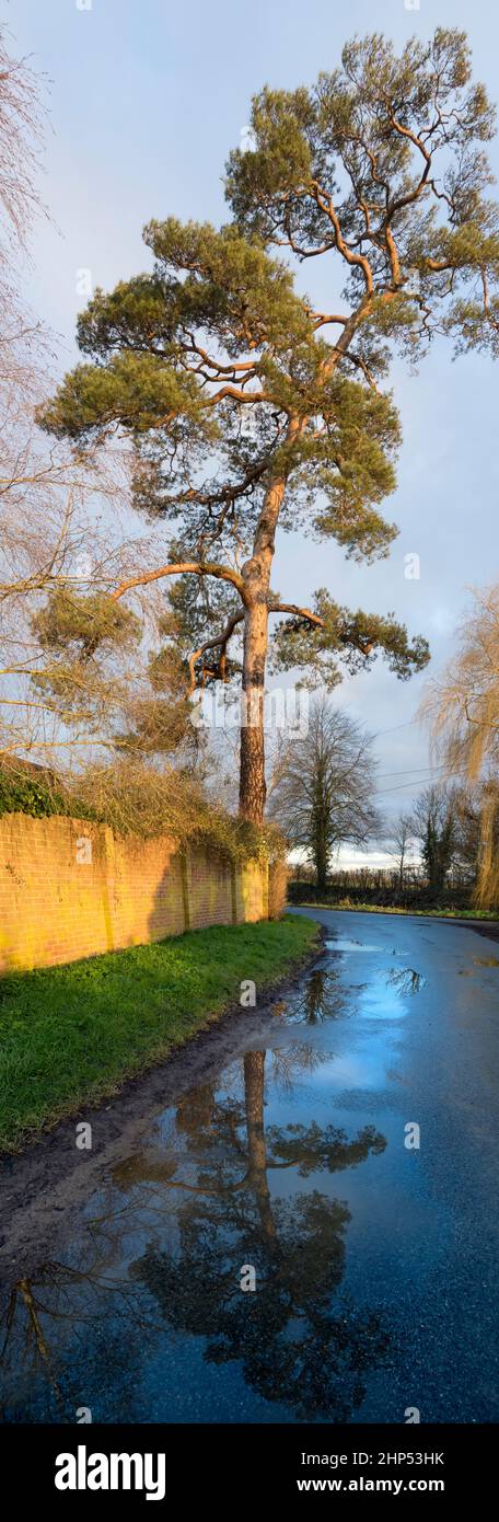 Imposing tree and reflection in Lower Radley, sunrise m1 Stock Photo
