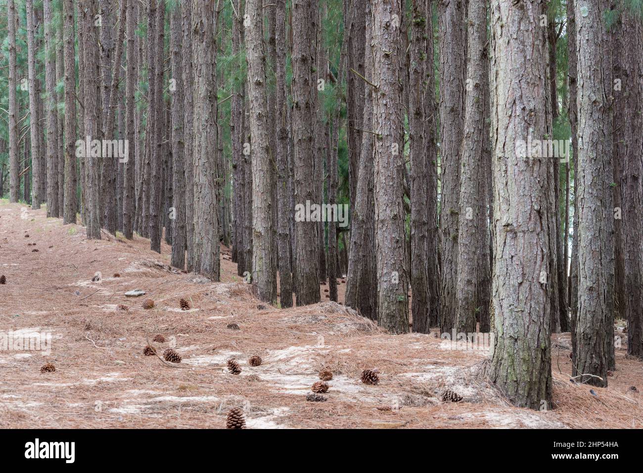 Details of the tree trunks in a pine forest, San Gregorio de Polanco, Tacuarembo, Uruguay. Stock Photo