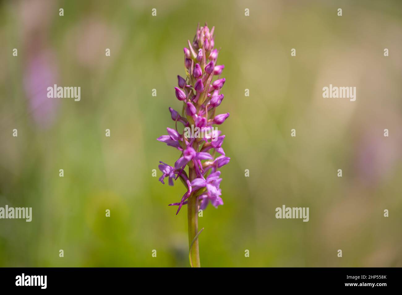 A chalk fragrant orchid (Gymnadenia conopsea) on a sunny day in summer in the Austrian Alps Stock Photo
