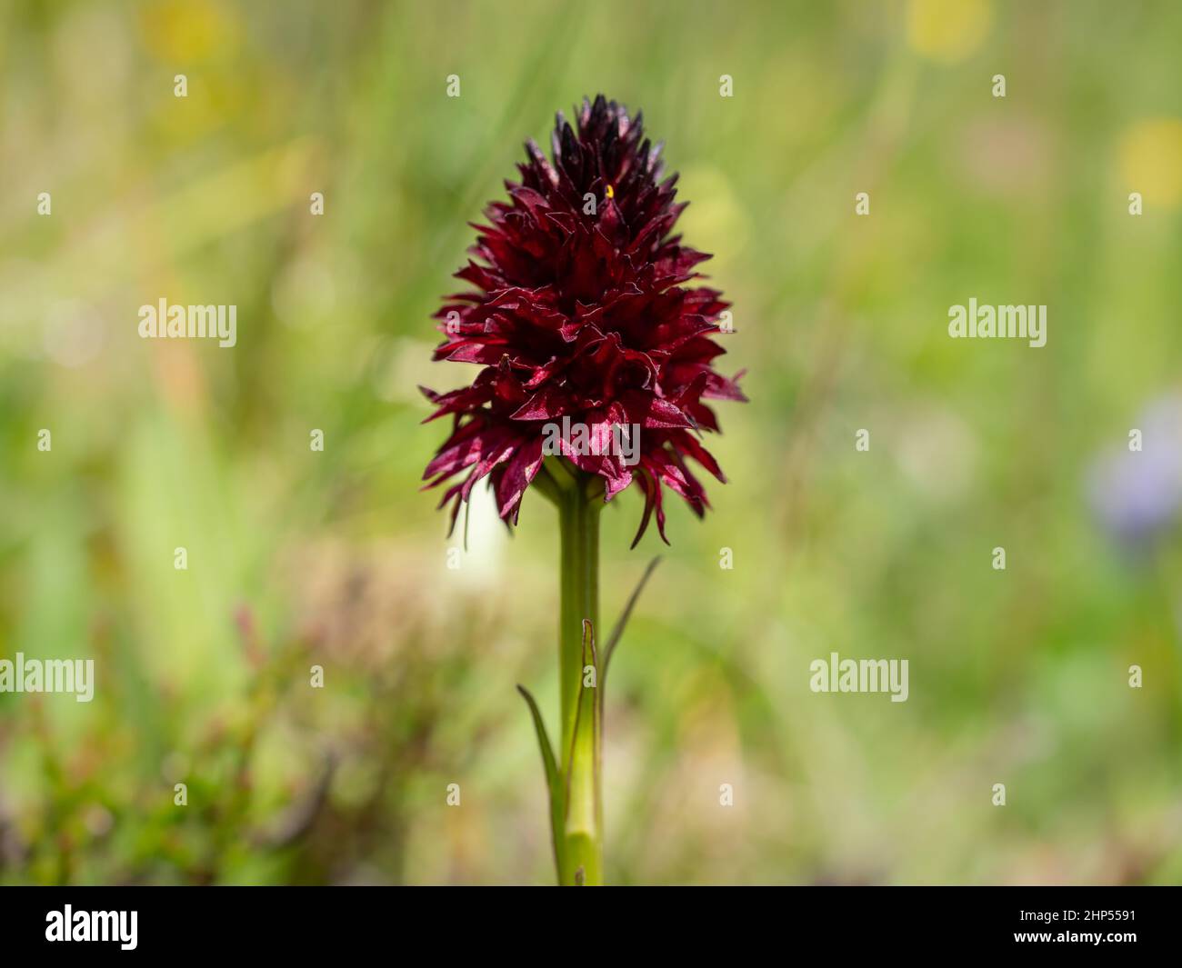 Closeup of a Nigritella orchid on a sunny day in summer, meadow in the Austrian Alps Stock Photo
