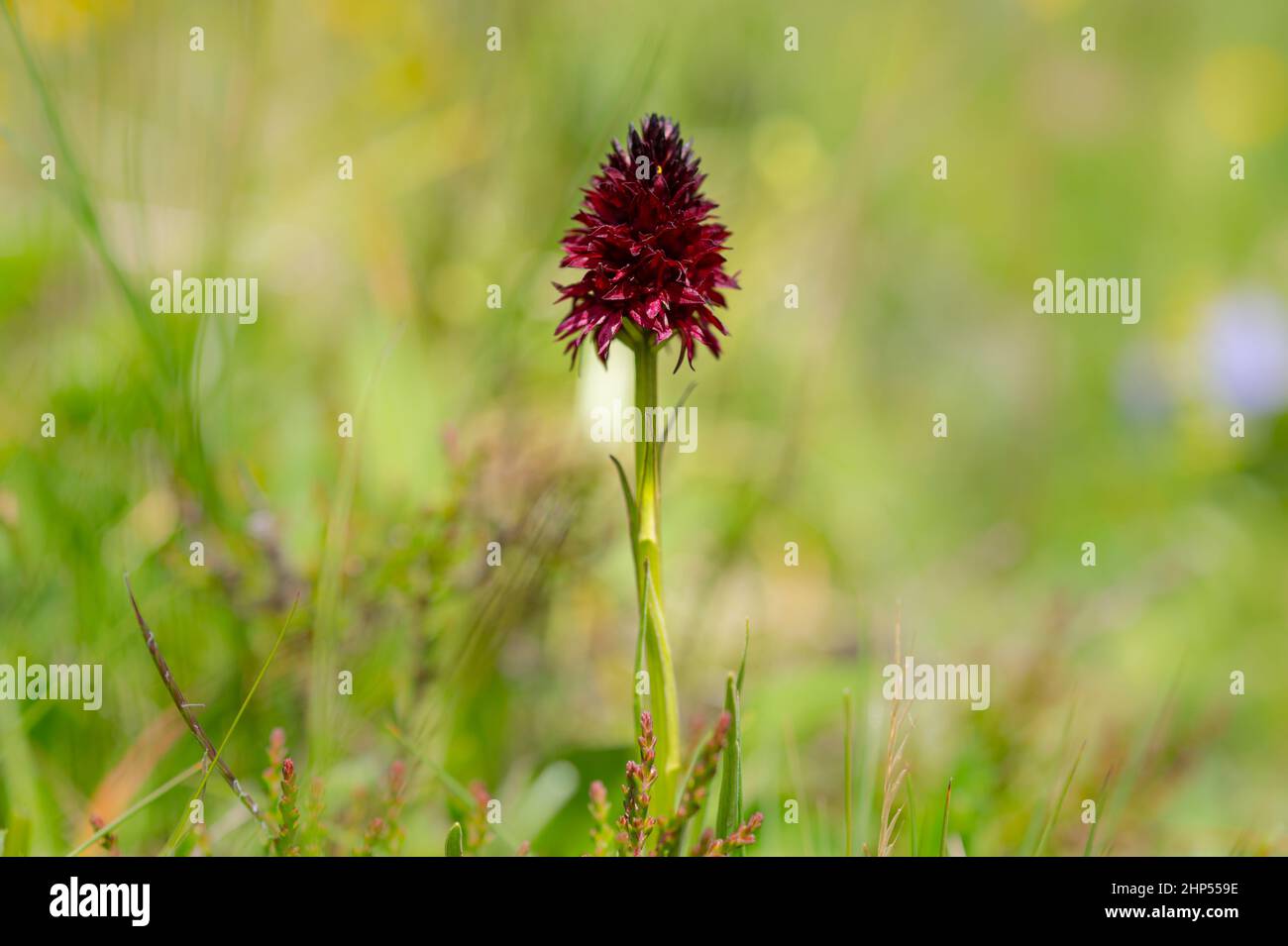 Closeup of a Nigritella orchid on a sunny day in summer, meadow in the Austrian Alps Stock Photo