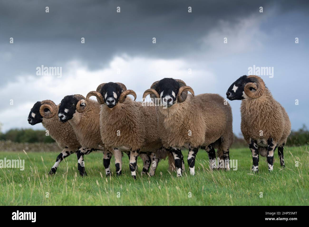 Dalesbred ram or male sheep hi-res stock photography and images - Alamy