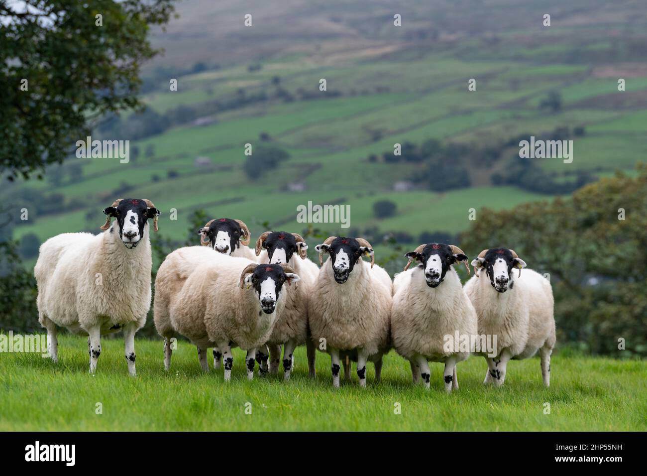 Flock of Rough Fell ewes, a native upland breed from the Howgill Fells, in an upland pasture, Dent, Cumbria, UK. Stock Photo