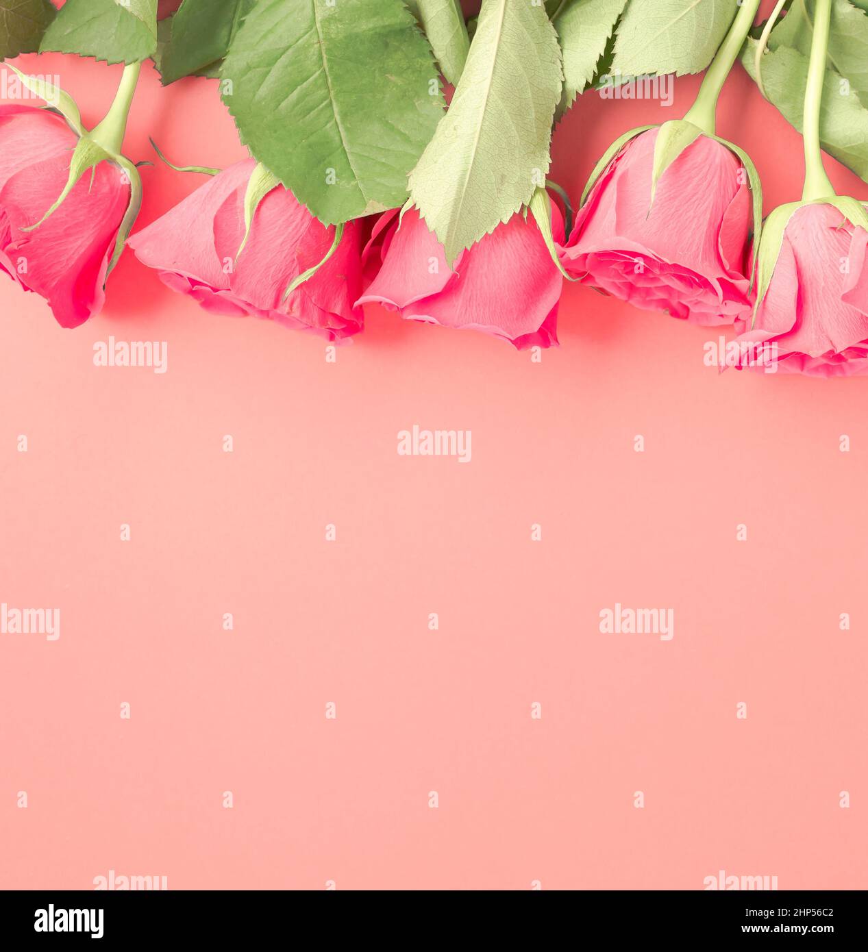 Creative layout made with Flowers composition on pastel pink paper background. Minimal spring concept. Flat lay, copy space, soft focus. Stock Photo