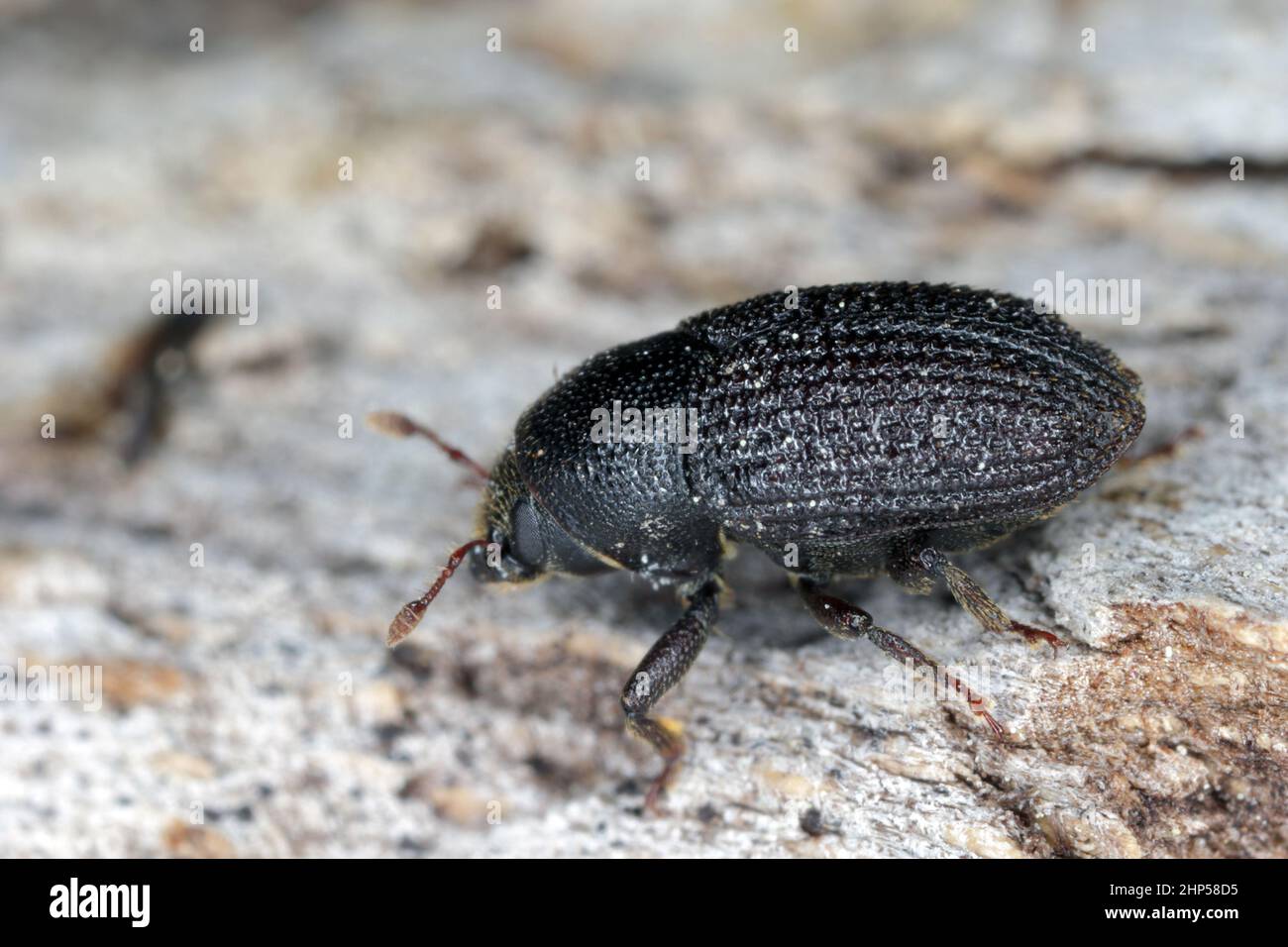 Greater ash bark beetle (Hylesinus crenatus), on wood. Stock Photo