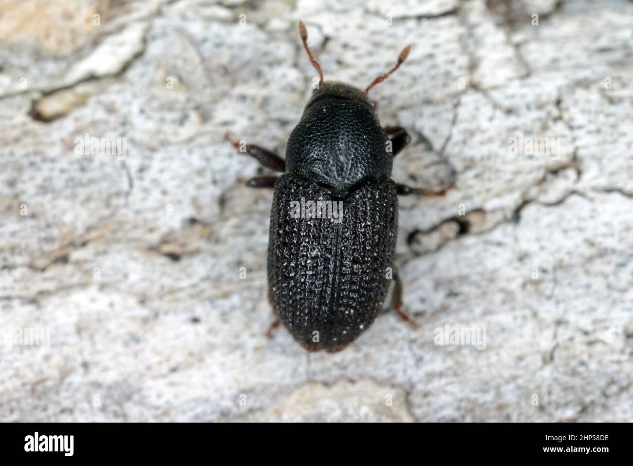 Greater ash bark beetle (Hylesinus crenatus), on wood. Stock Photo