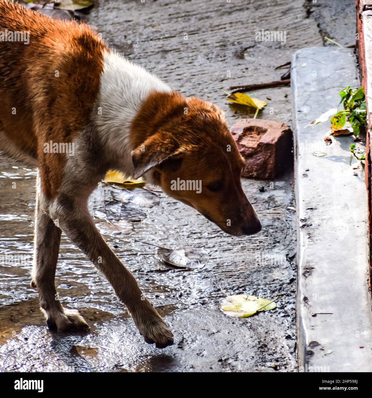 Street dog searching for some amazing food, Dog in old delhi area
