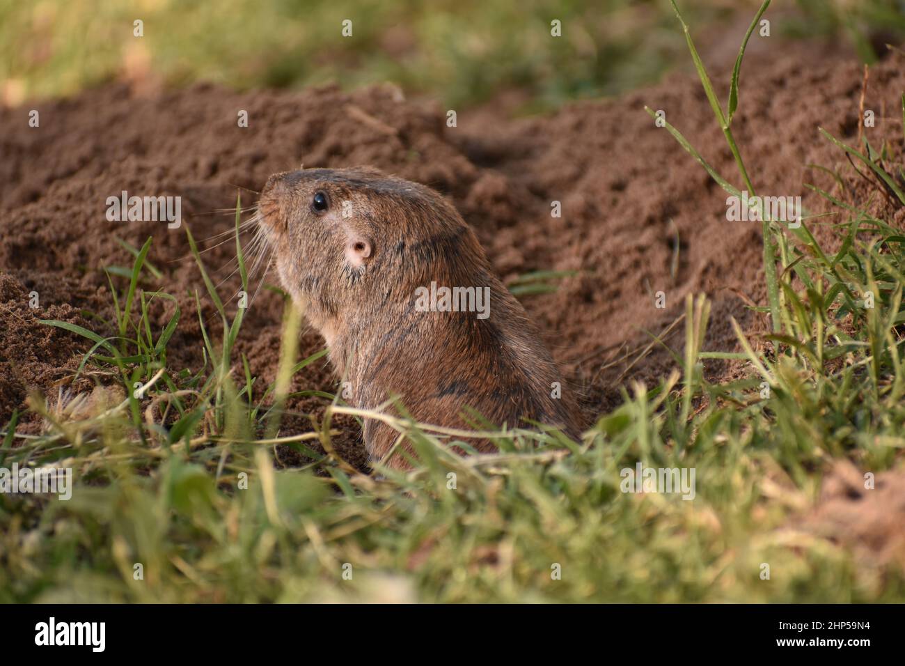 Closeup shot of a cute tuco-tuco animal looking out of a hole Stock Photo