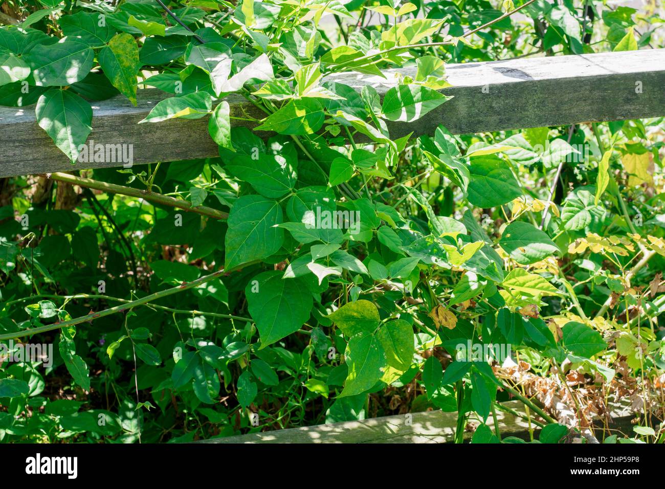 Corkscrew Snail Vine Vigna Caracalla plant Stock Photo - Alamy