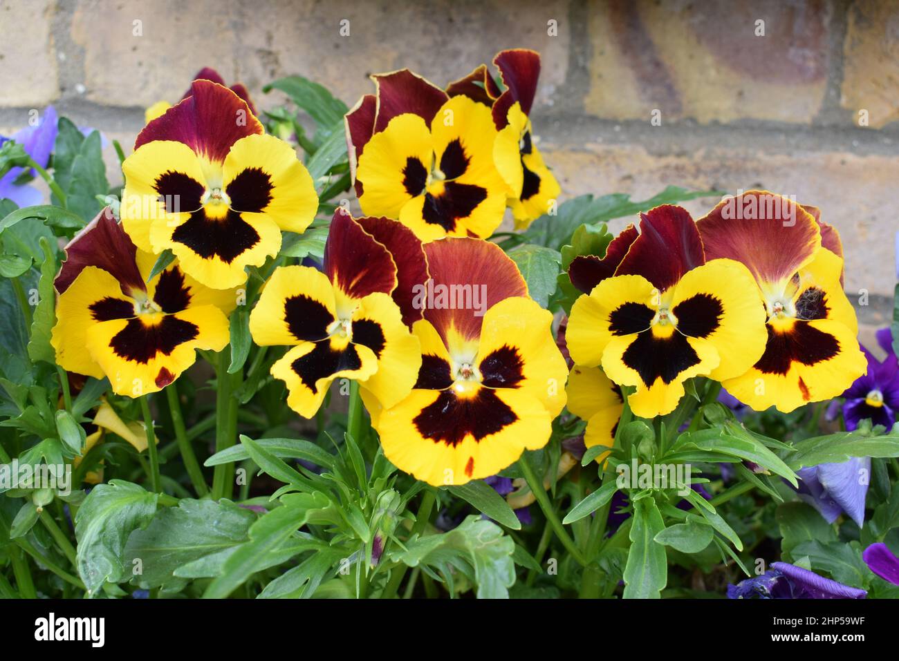 Pansy or Viola. Closeup of  several flowers with yellow and crimson petals with brown toward centre. Stock Photo