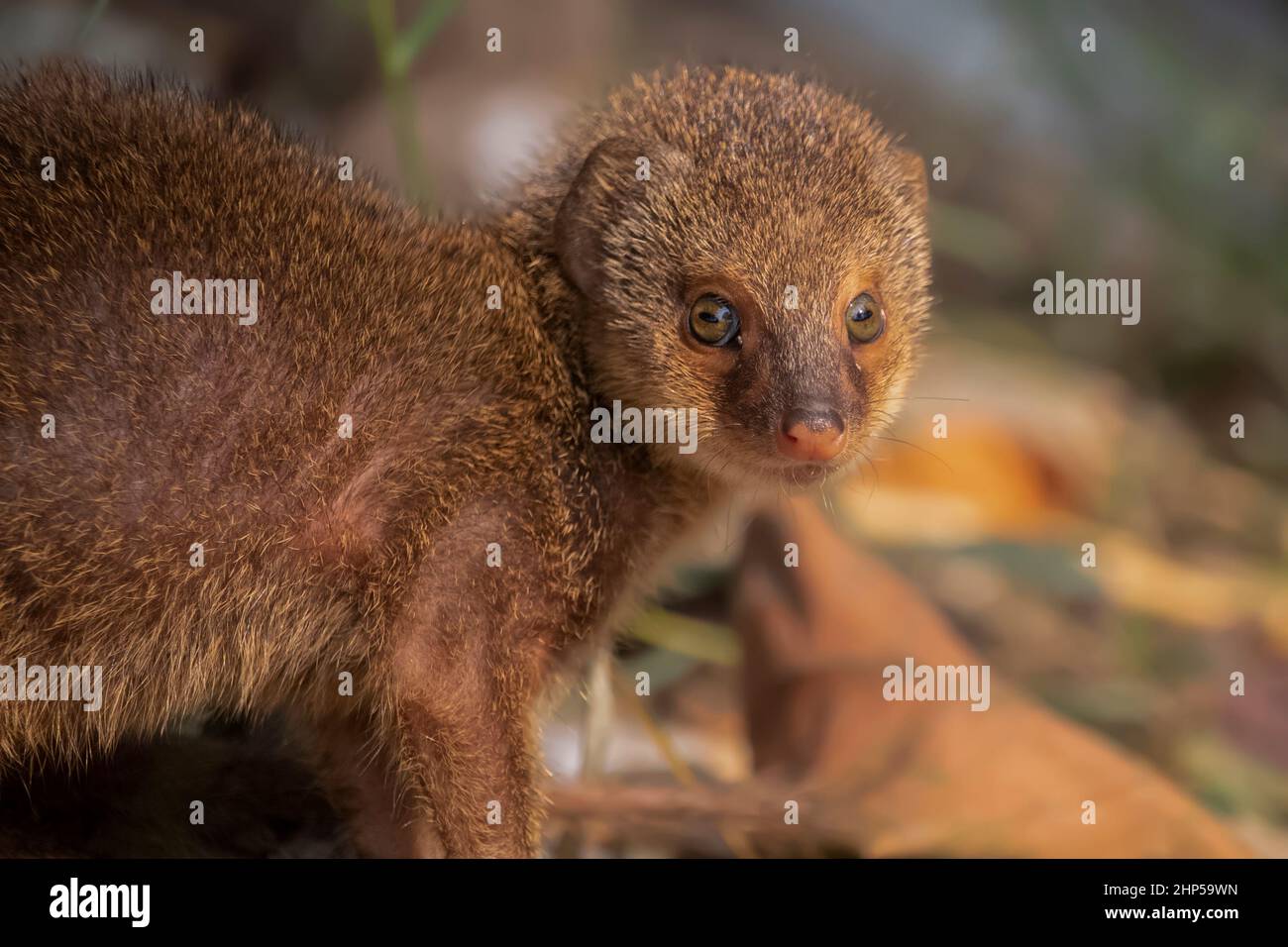 Face close up of a gray mongoose Stock Photo