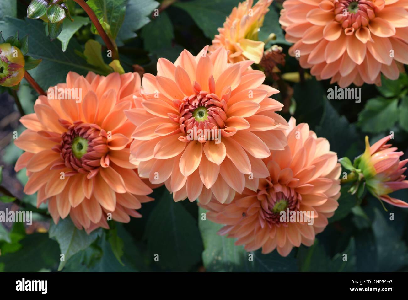 Dahlia. Name Summer Flame. Closeup of three orange flowers. Stock Photo
