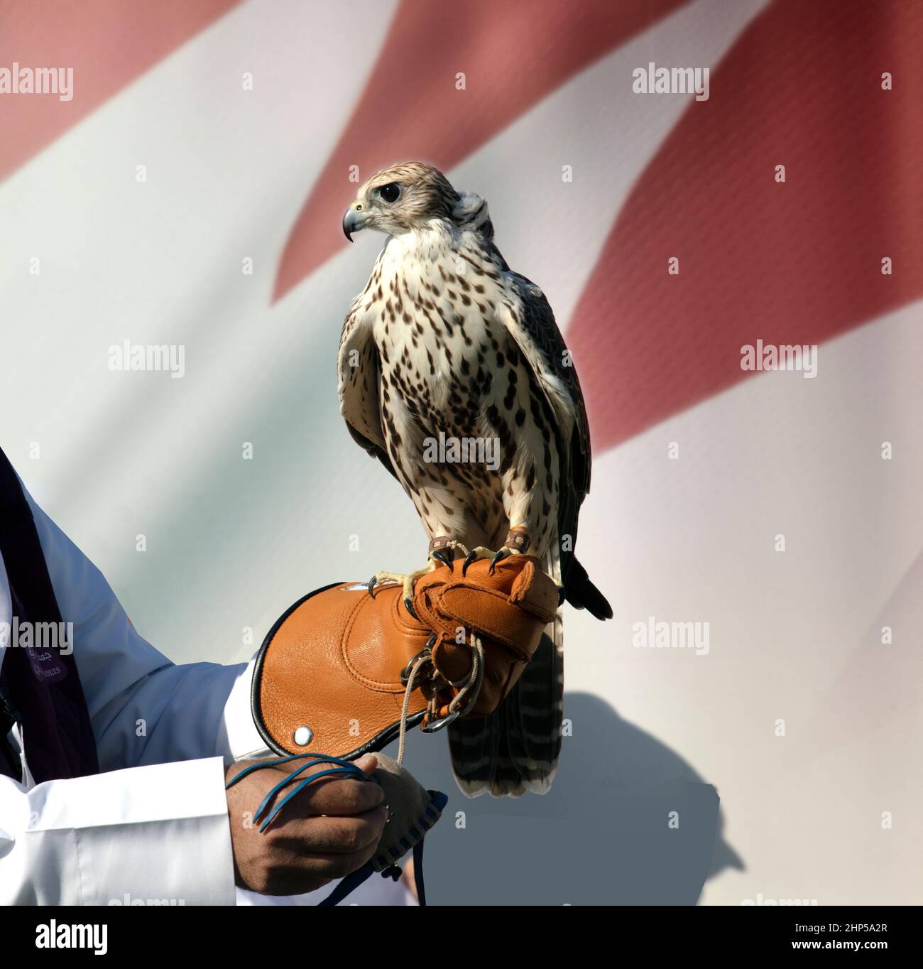 A falcon trainer in the Falcon market Doha Qatar 18022022 Stock Photo
