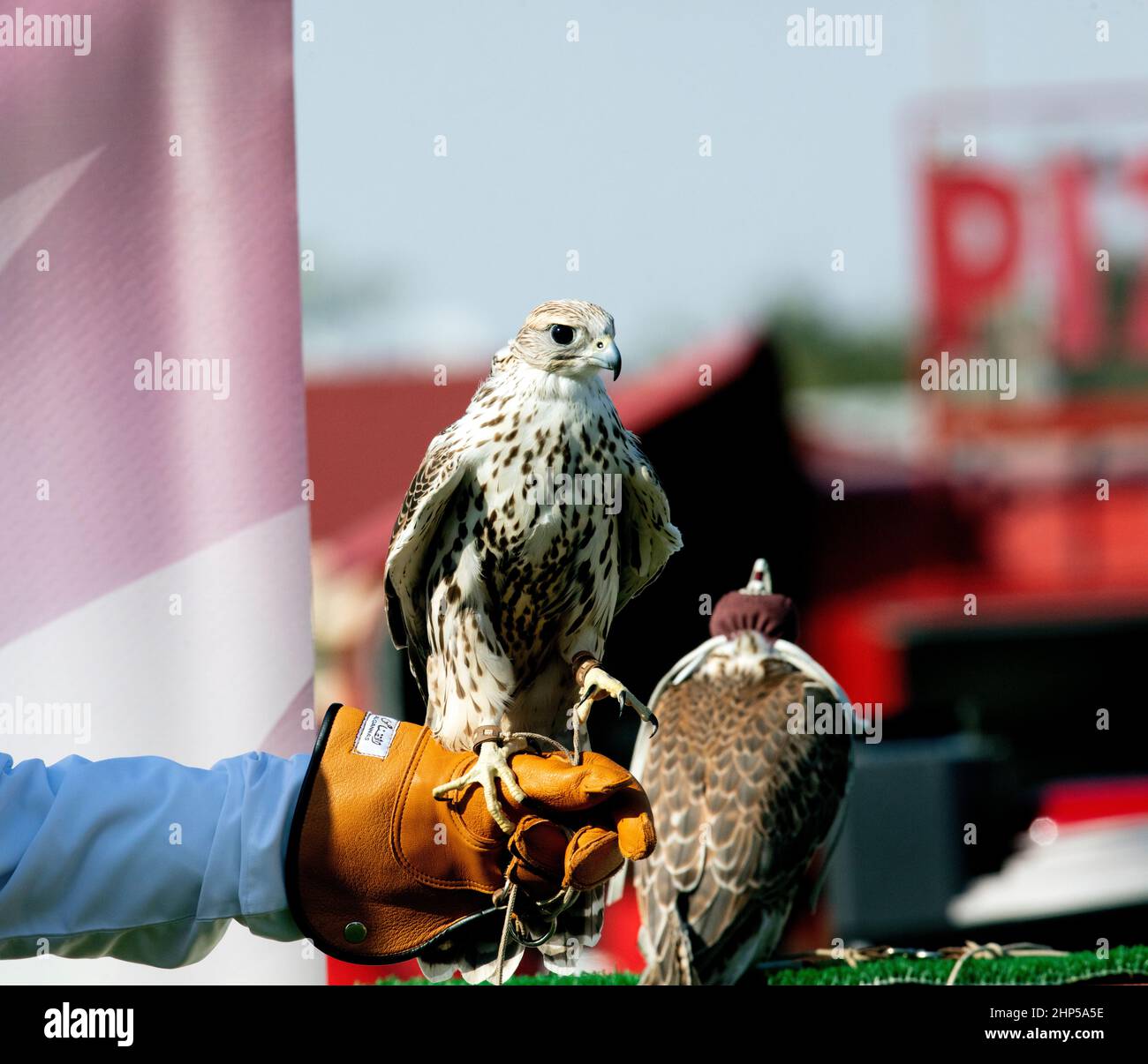 A falcon trainer in the Falcon market Doha Qatar 18-02-2022 Stock Photo