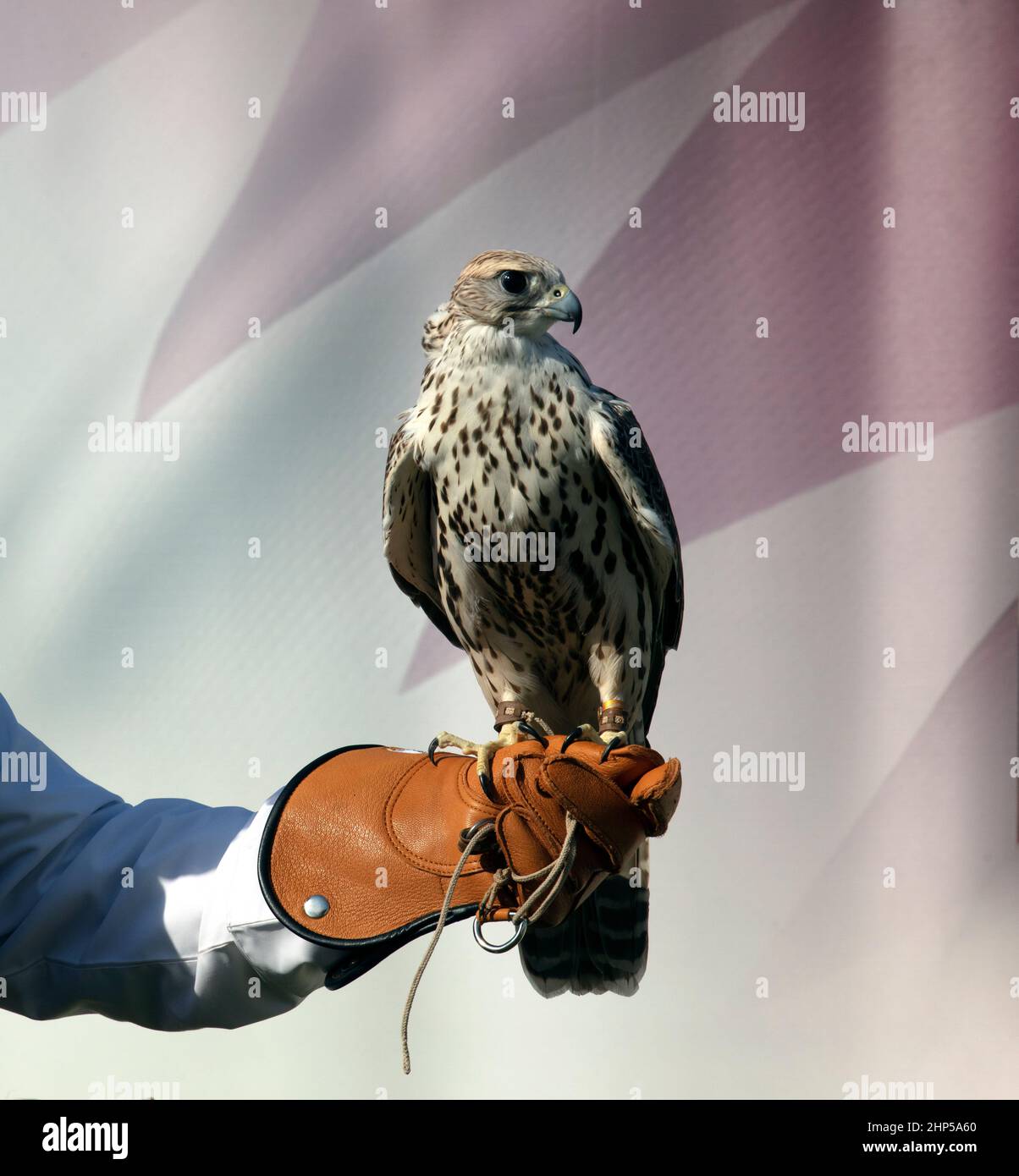 A falcon trainer in the Falcon market Doha Qatar 18-02-2022 Stock Photo