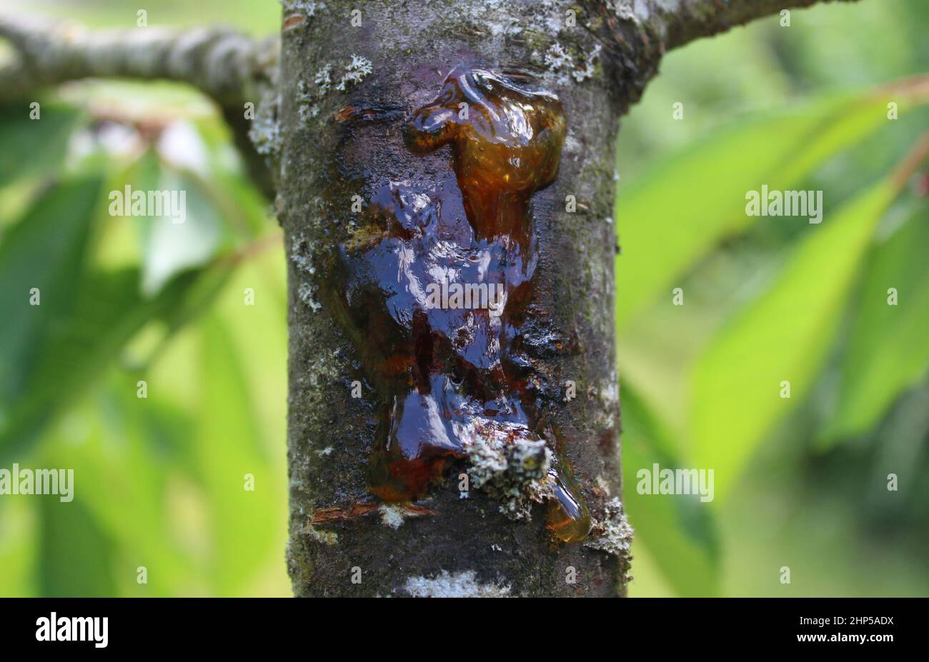 liquid pitch on a cherry tree in the garden Stock Photo Alamy