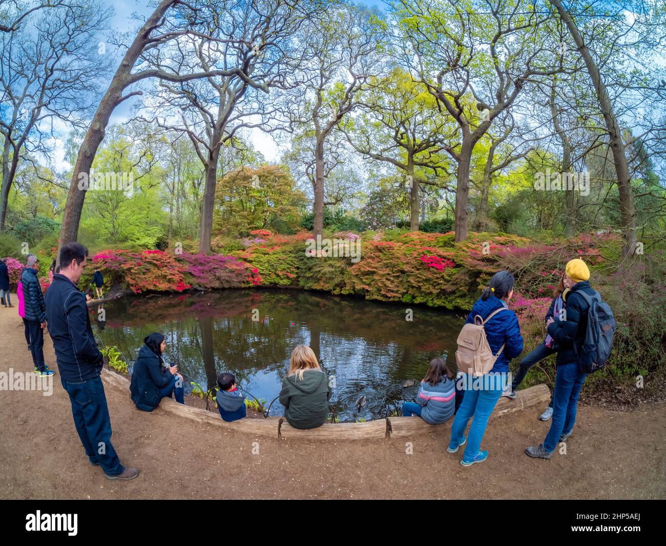 London, England, UK - May 1, 2021: Wide view of a group of people surrounding a beautiful lake inside the famous Isabella Plantation in the springtime Stock Photo