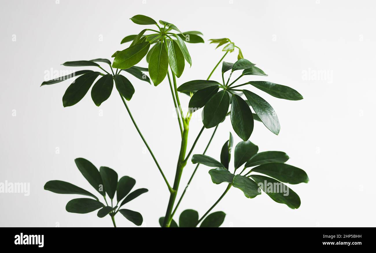 Schefflera plant leaves close-up against white background, home gardening and minimal scandinavian home decor, selective focus Stock Photo