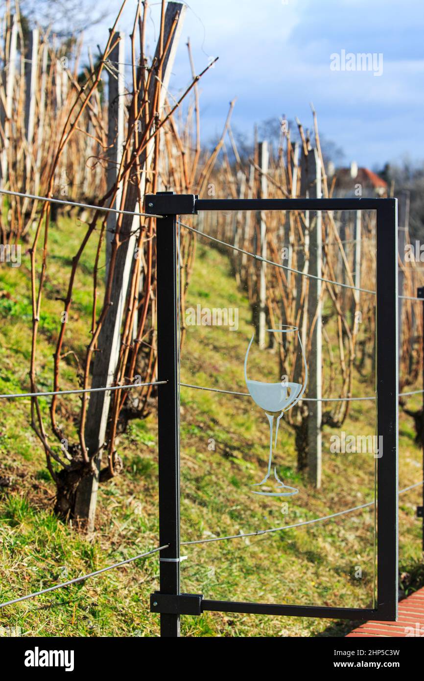 St Wenceslas Vineyard ( the divine vineyard) at Prague Castle showing