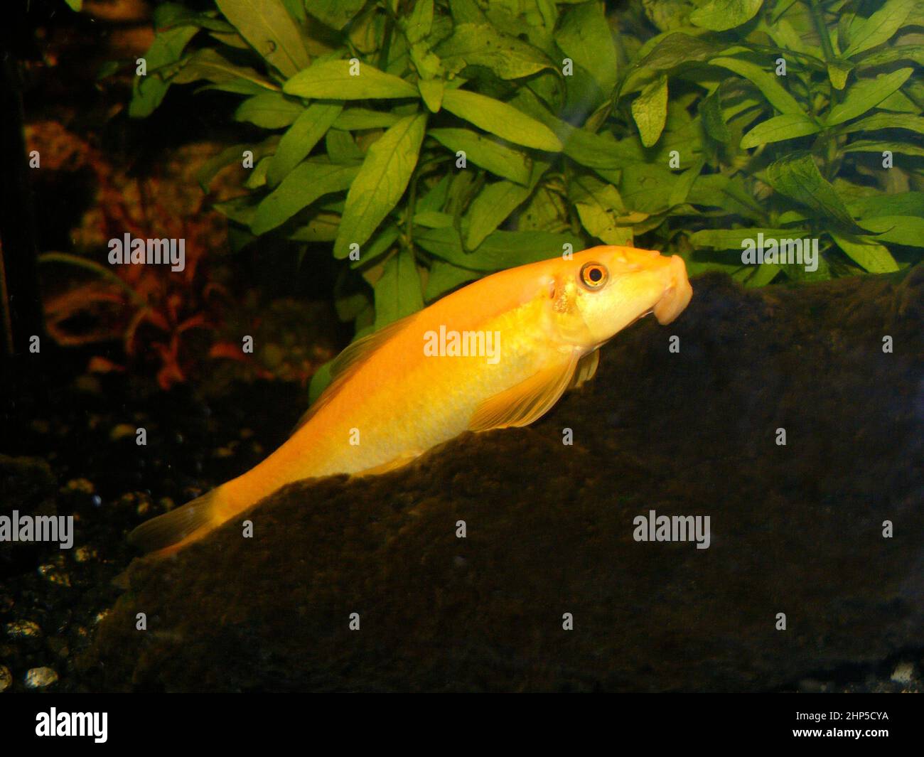 Golden Chinese algae eater (Gyrinocheilus aymonieri) resting on wood in tropical aquarium Stock Photo