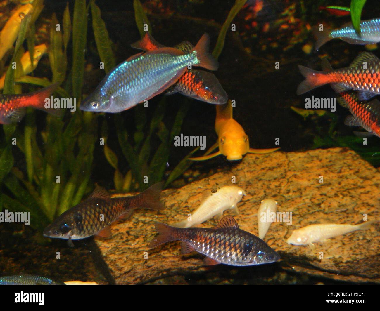 Variety of brightly coloured tropical aquarium fish Stock Photo