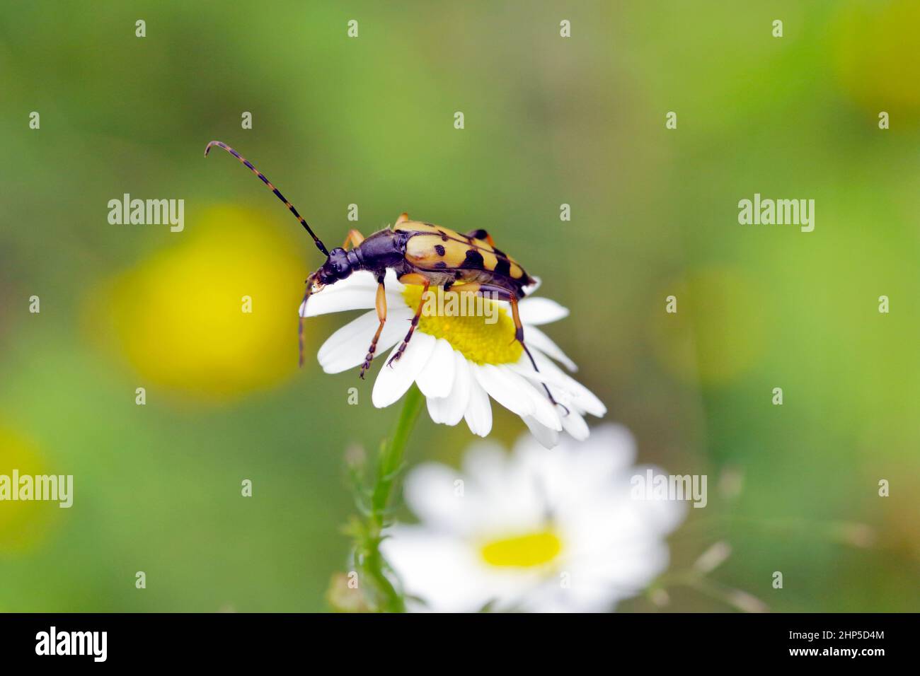 Spotted Longhorn Beetle - Harlequin Longhorn - Rutpela maculata. Stock Photo