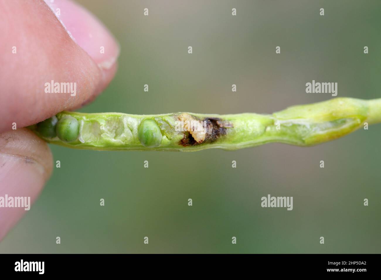 Cabbage Pod Larvae of cabbage seed pod weevil, Ceutorhynchus obstrictus (formerly ...