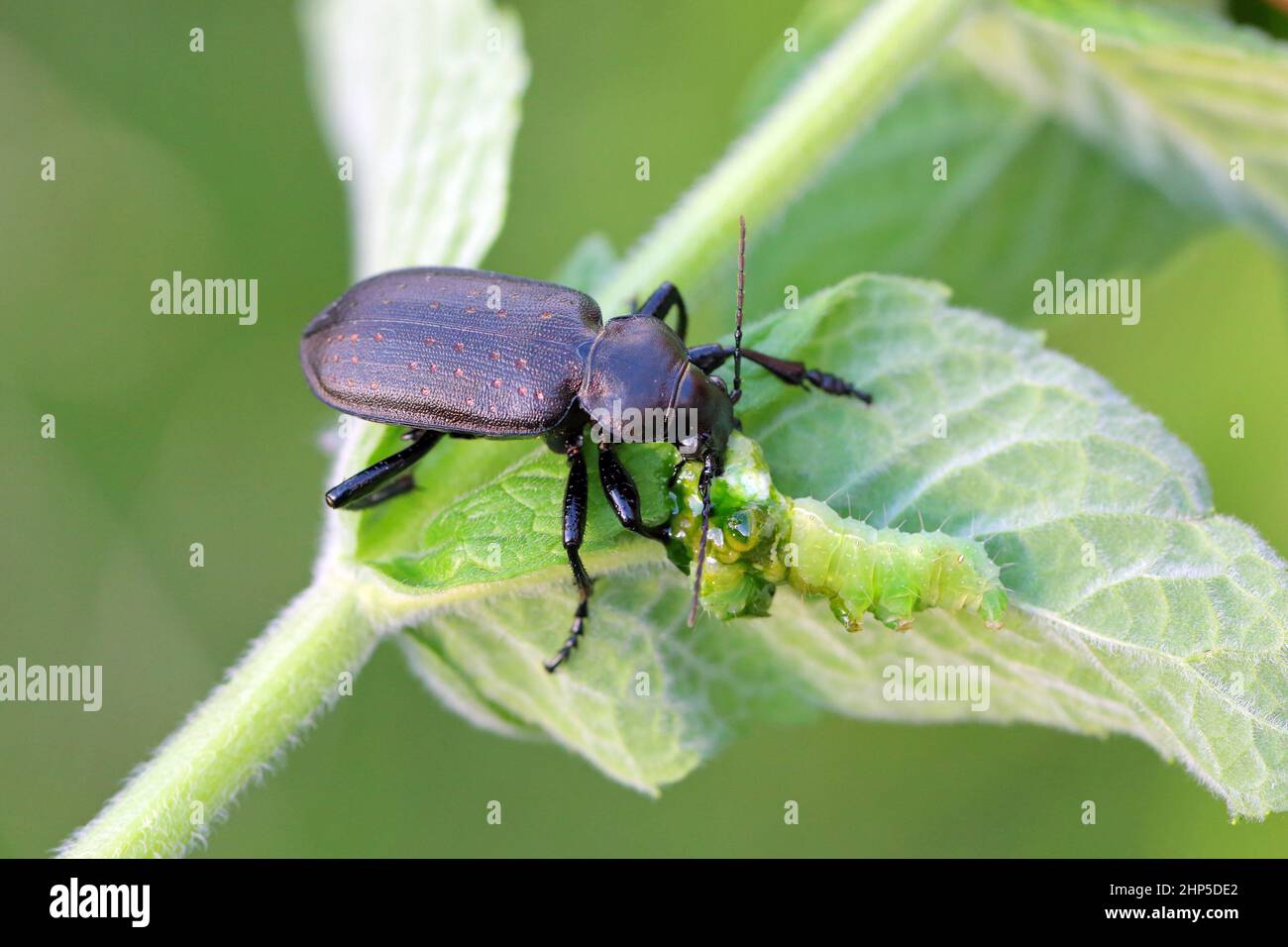 Beetle (Calosoma auropunctatum) of the carabid family with a hunted caterpillar. Stock Photo