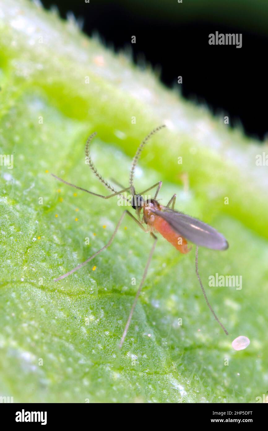 Gall midget, Cecidomyiidae on leaf photographed with high magnification Stock Photo