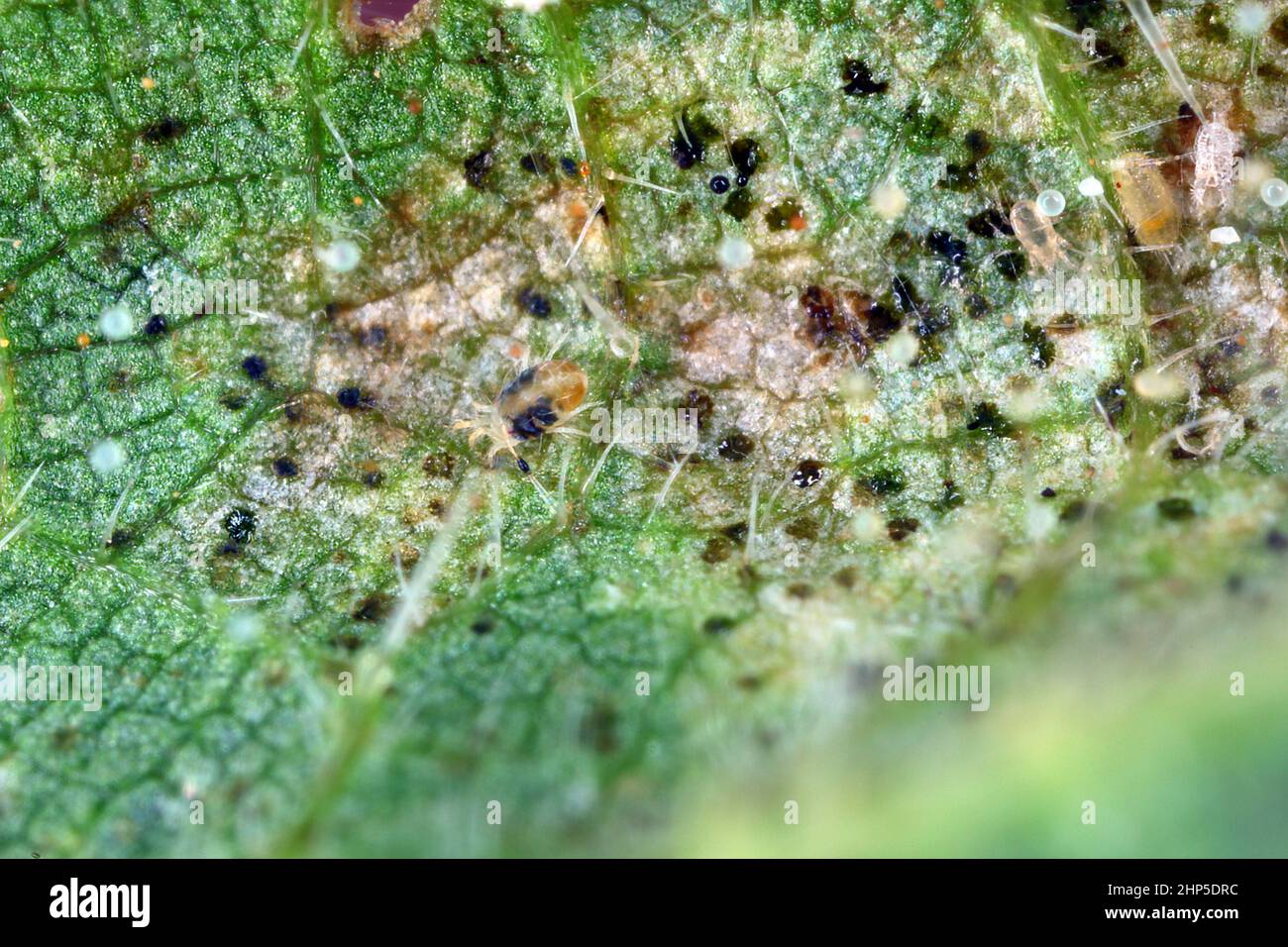 Spider mites or tetranychus urticae, Tetranychidae on the underside of nettle leaves. Stock Photo