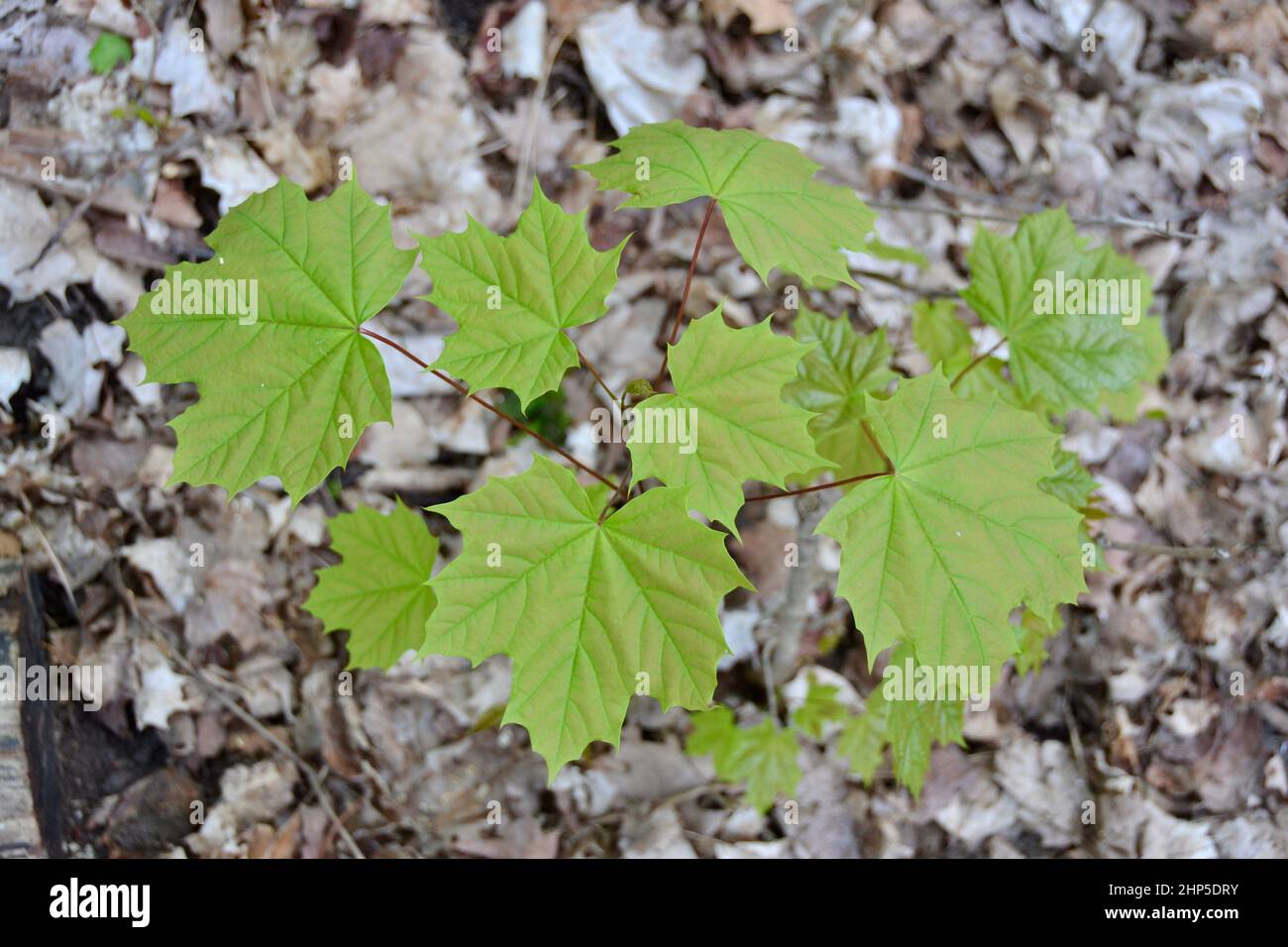 Top-down view of leaves on Maple sapling on forest floor during Spring Stock Photo