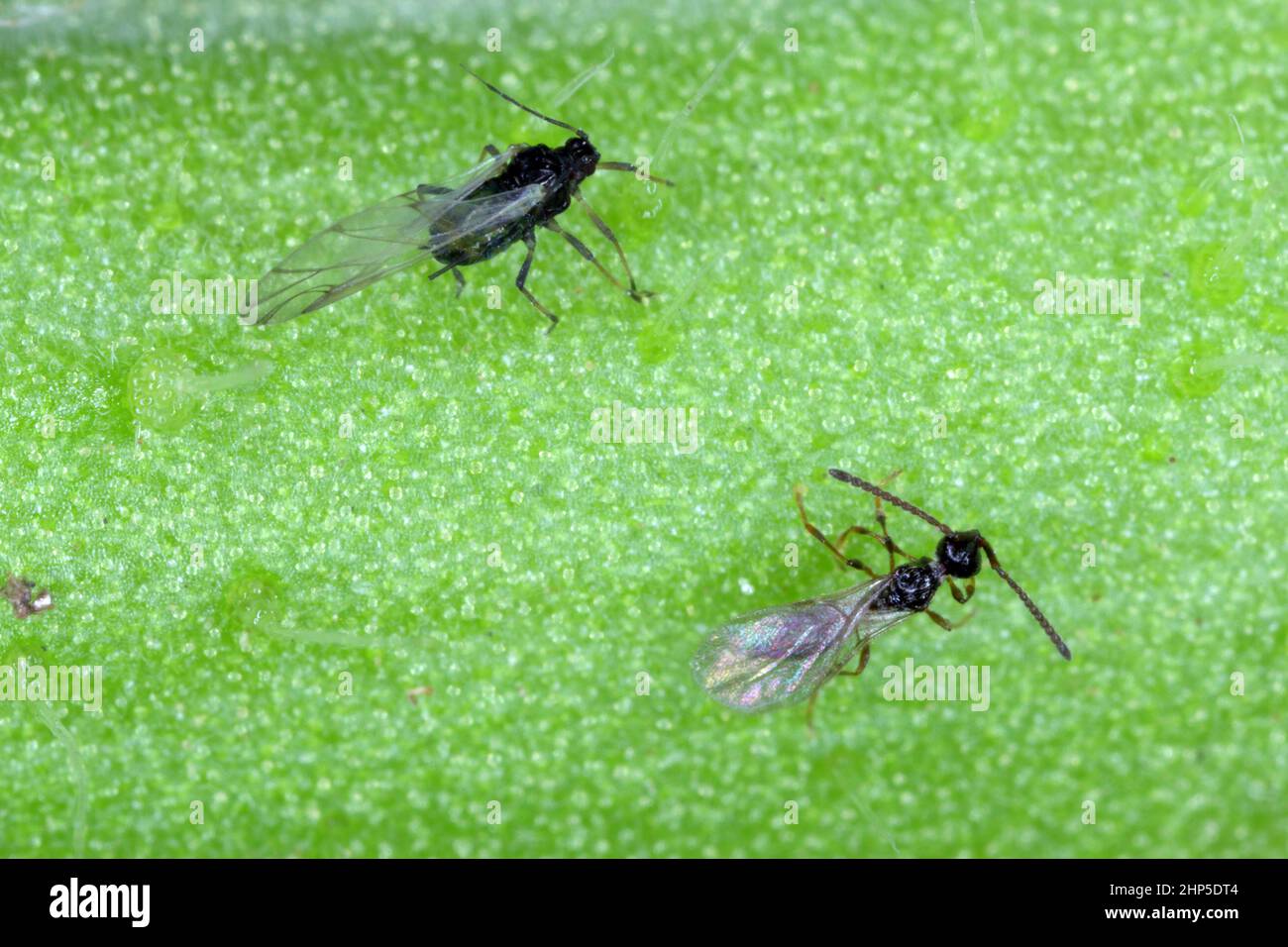 The black bean aphid (Aphis fabae) and parasitoid wasp - braconids wasp (Hymenoptera: Braconidae). It is a cosmopolitan parasitoid of many species of Stock Photo