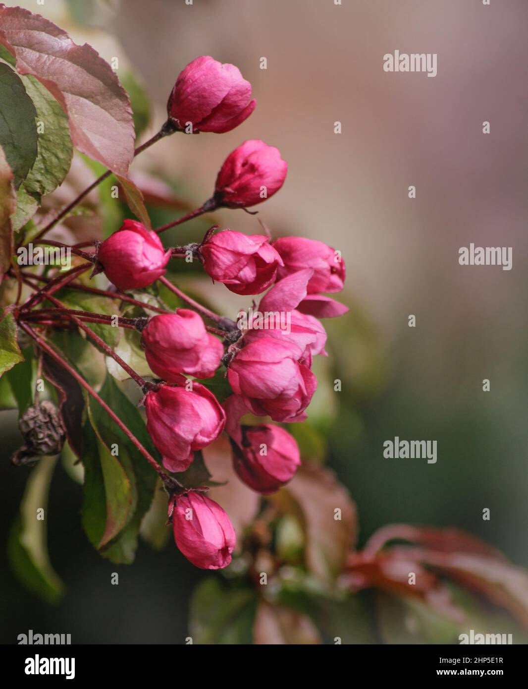 Vertical shot of flowering crab apple tree blossoms in the blurred background Stock Photo