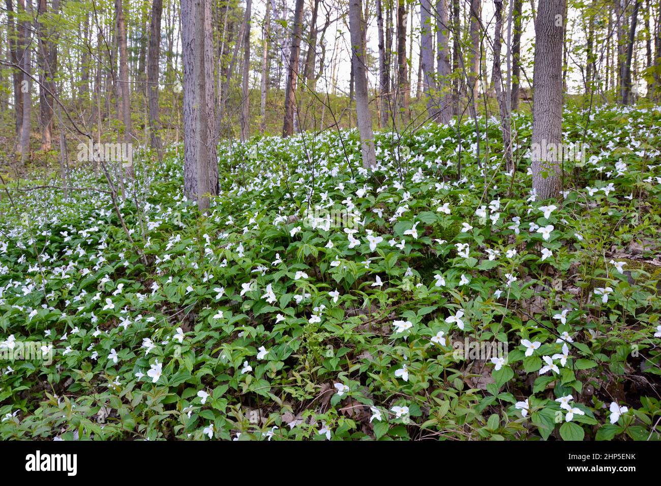 Forest floor covered in white trillium flowers during Spring Stock Photo