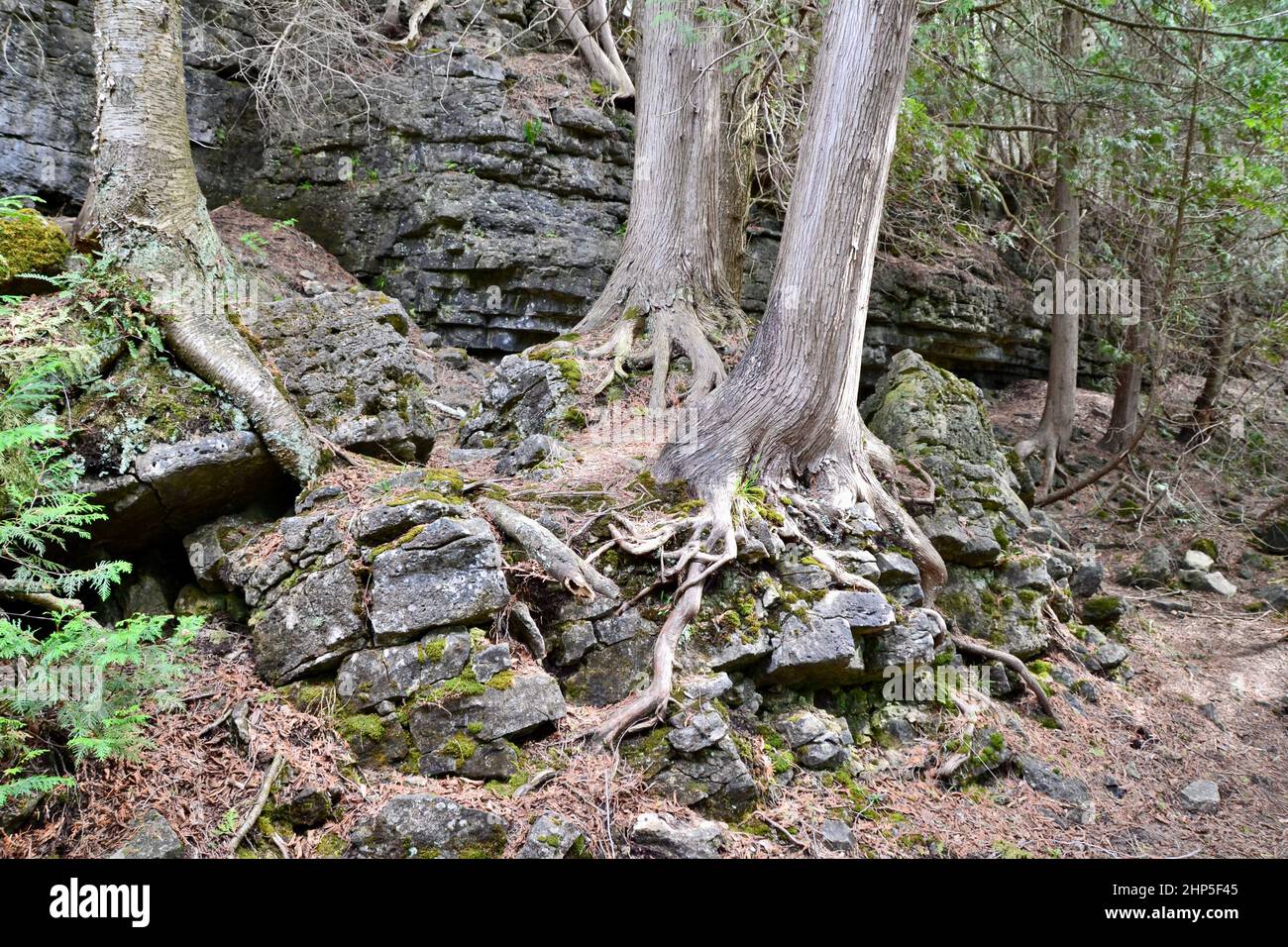 Group of large cedar trees growing on top of limestone rocks along