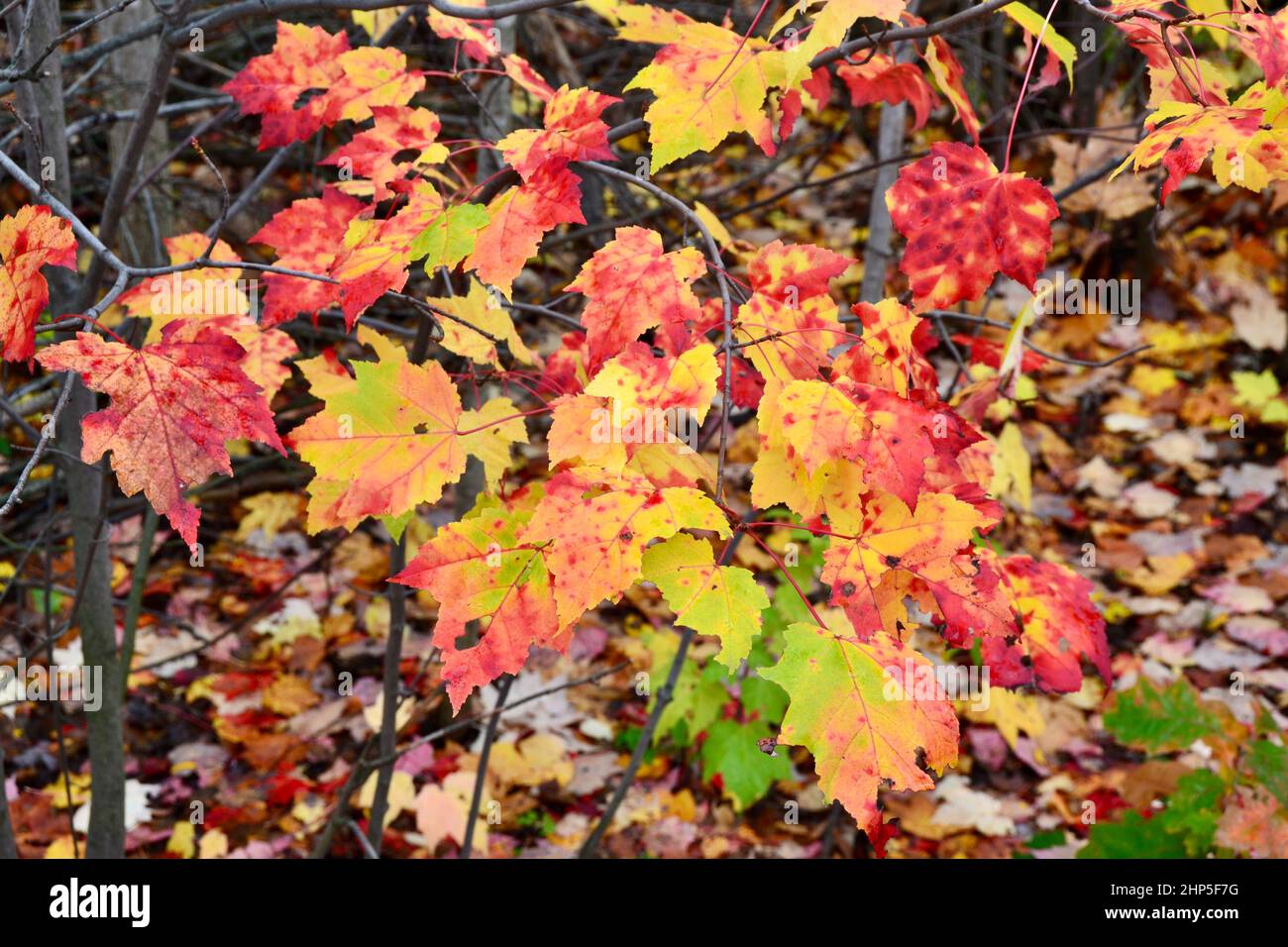 Coloured maple leaves hi-res stock photography and images - Alamy