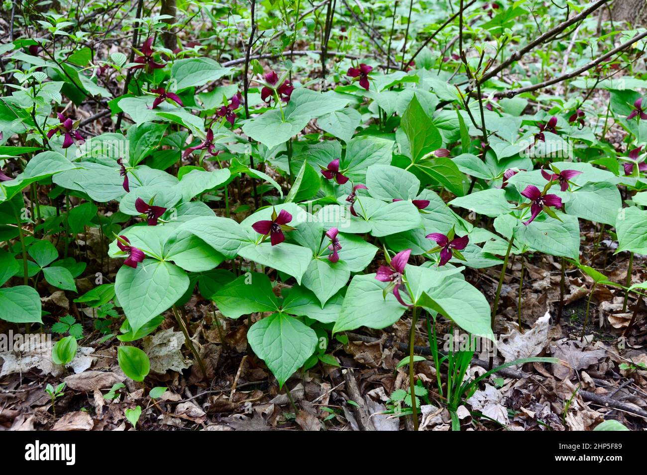 Large group of red trillium flowers blooming in woods during Spring Stock Photo