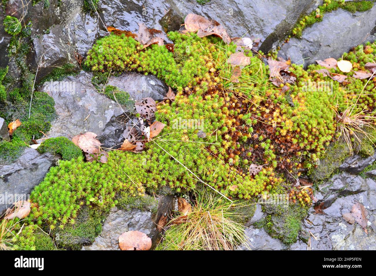 Plants growing between rocks hires stock photography and images Alamy