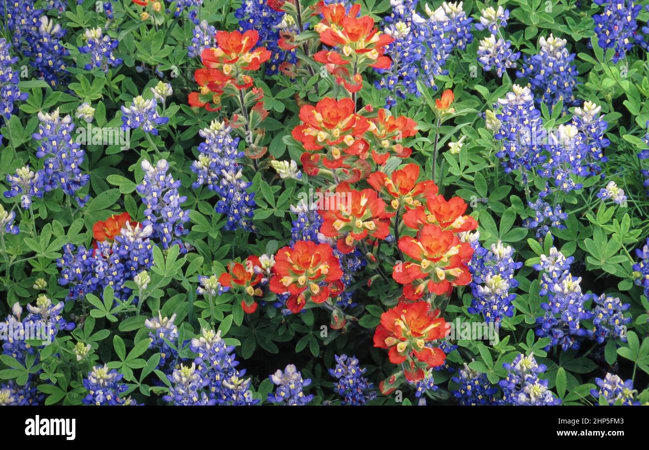 Austin Texas USA, 1994: Texas bluebonnets and Indian paintbrushes blooming along a central Texas highway in the springtime. ©Bob Daemmrich Stock Photo