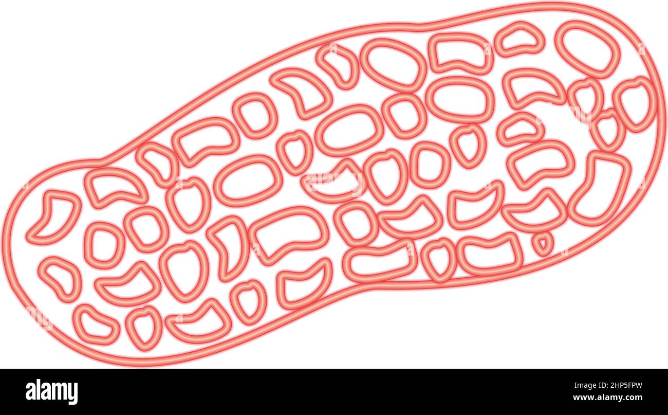 Neon peanut red color vector illustration flat style image Stock Vector