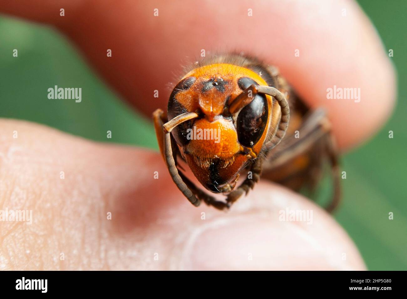 Dead Wasp - Closeup head of Asian Giant Hornet or Japanese Giant Hornet  or Vespa Mandarinia Japonica. Stock Photo