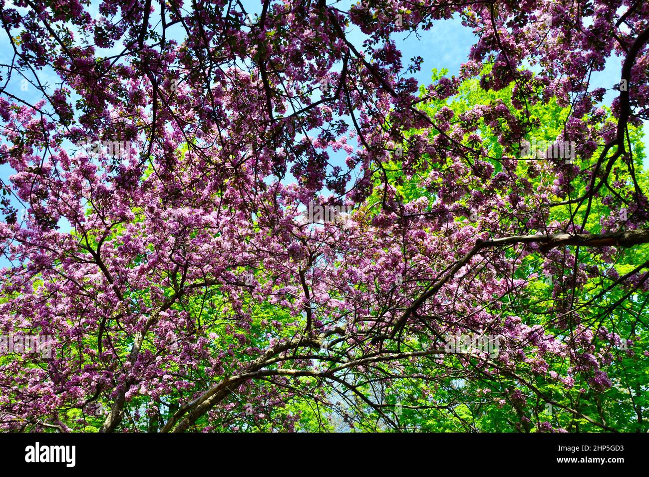 View from underneath tree with bright pink flowers at High Park during Spring Stock Photo