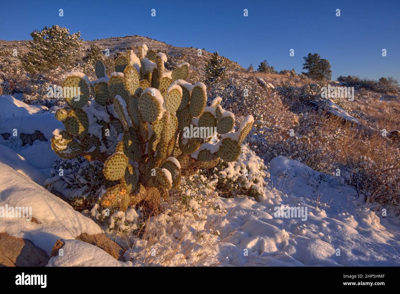 Morning sunlight shining on a snow covered Prickly Pear Cactus in Chino Valley AZ. Stock Photo