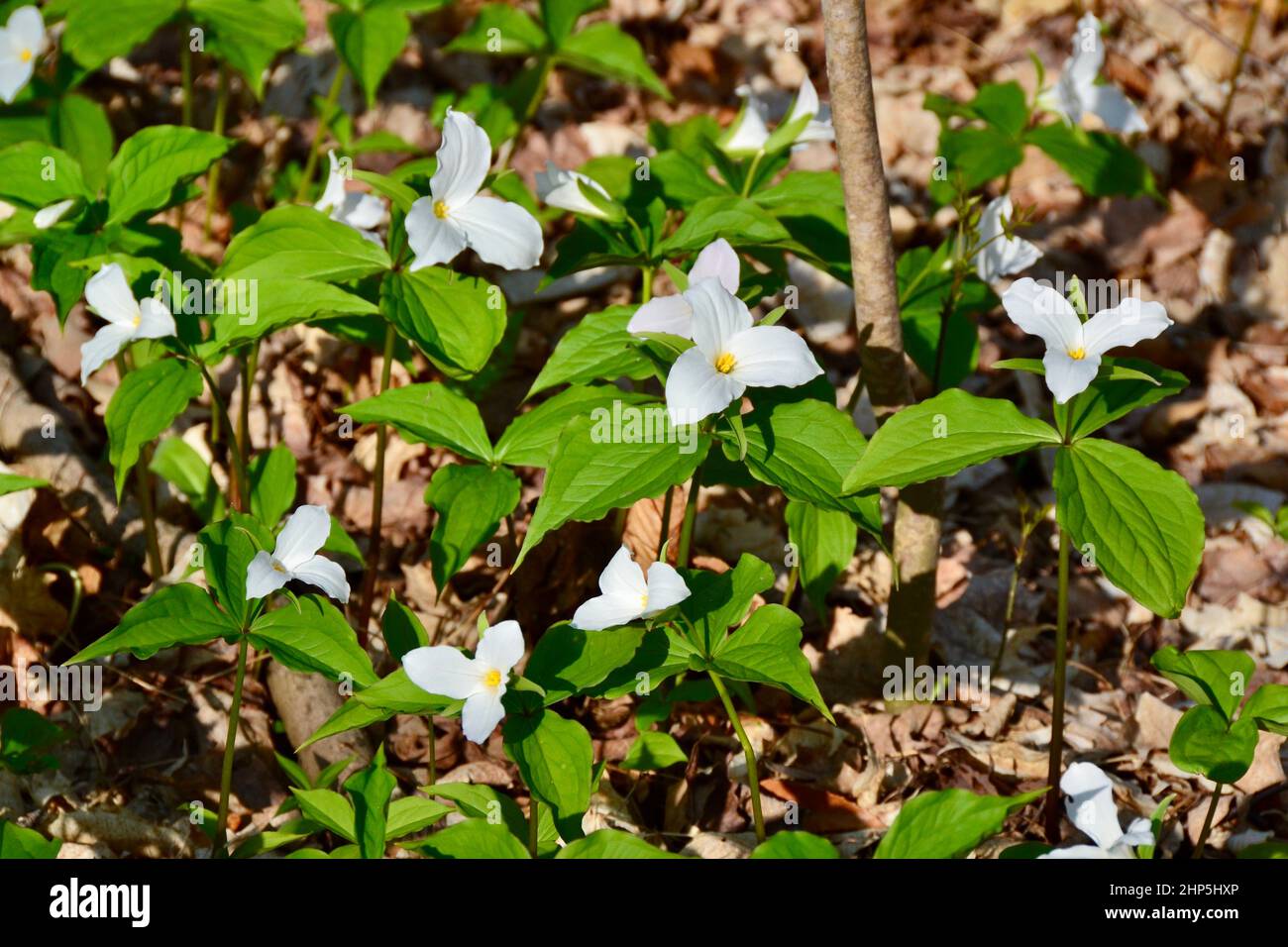 Closeup of White trillium flowers in bloom on bright Spring day Stock Photo
