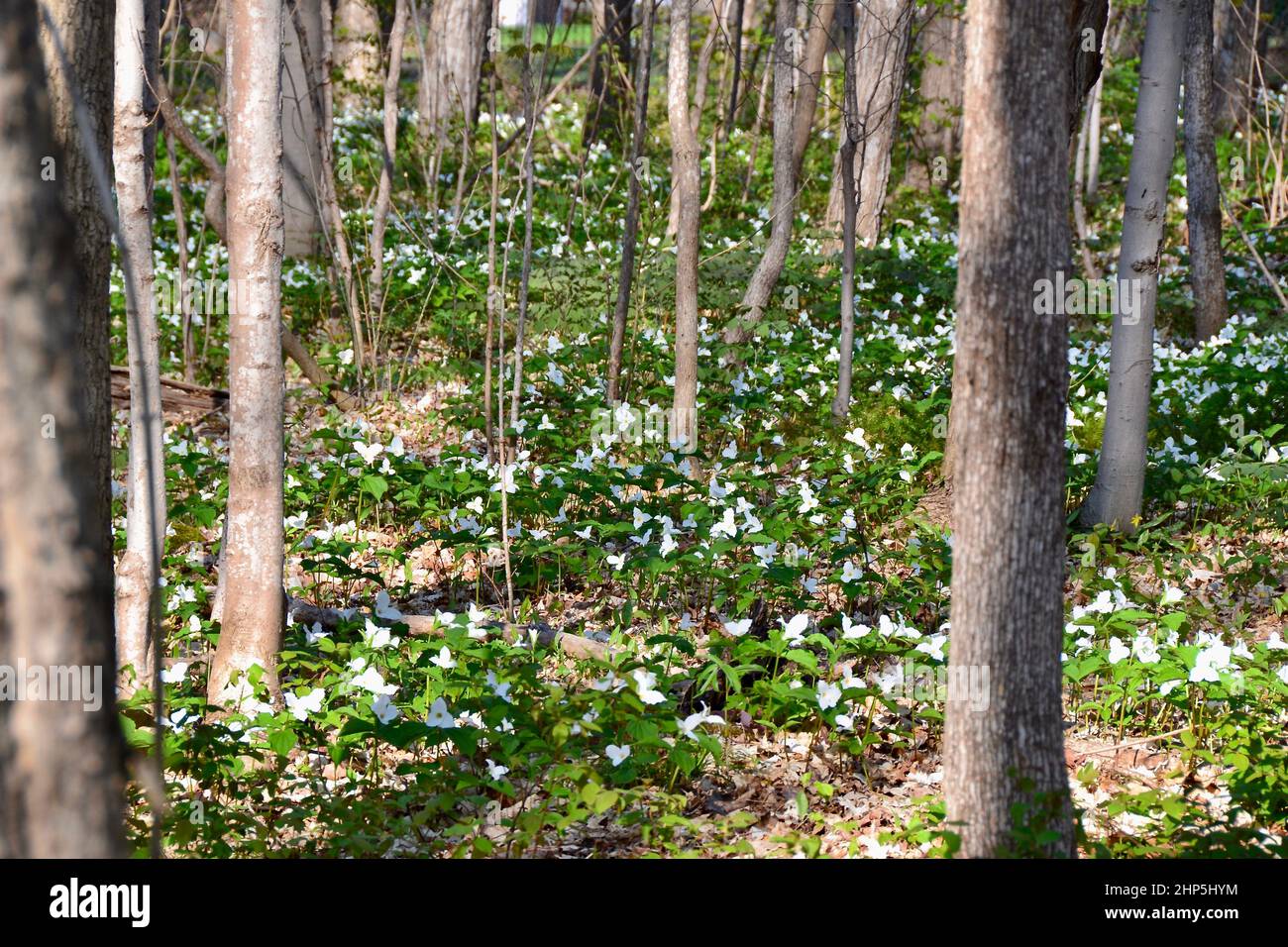 White trillium flowers growing between tree trunks during Spring Stock Photo