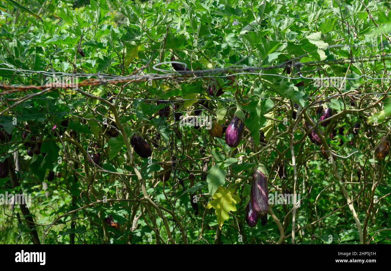 Photo shows an eggplant plantation. Vegetables are grown on plantations