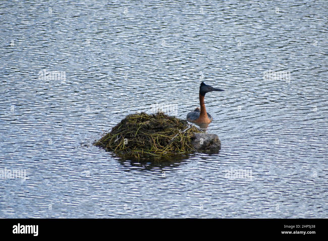 great grebe (Podiceps major) next to its nest, seen in Perito Moreno national park, patagonia, Argentina Stock Photo