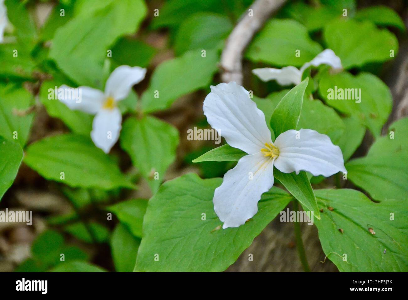 Closeup group of white trillium flowers blooming in forest during Spring Stock Photo