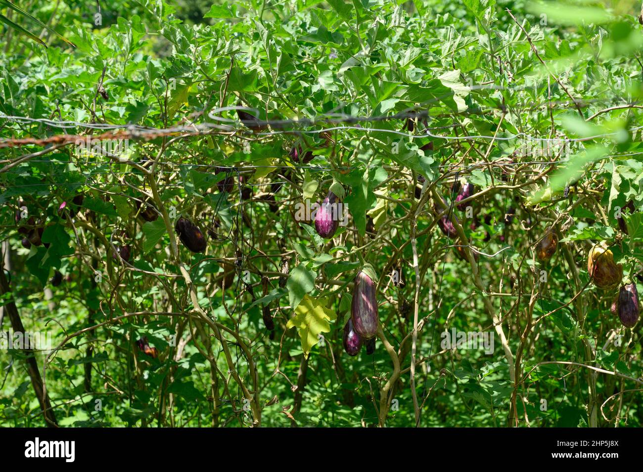 The photo shows an eggplant plantation. Vegetables are grown on