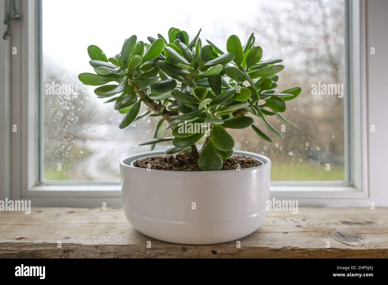 Crassula ovata, known as lucky plant or money tree in a white pot in front of a window on a rainy day, selected focus, narrow depth of field Stock Photo